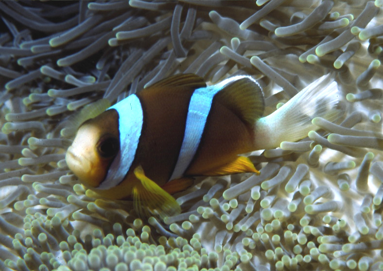 Image of Clark's anemonefish