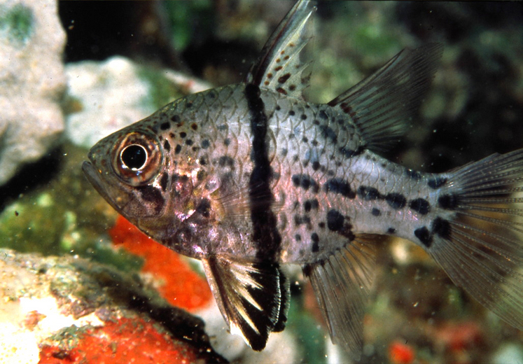 Image of Orbiculate Cardinalfish