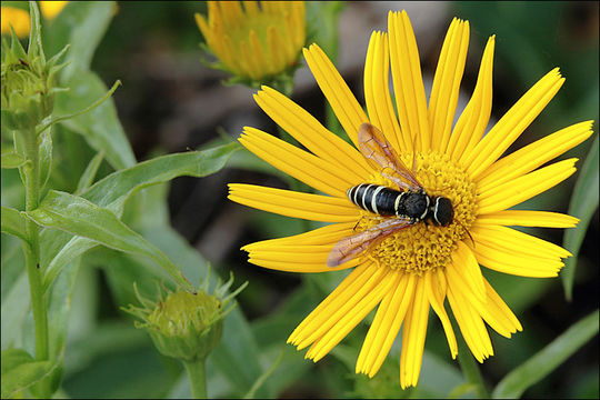 Image of ox-eye