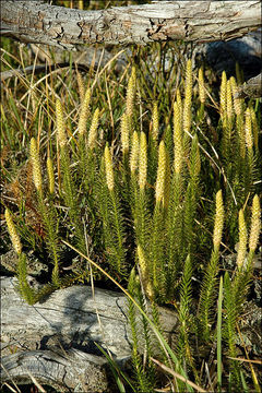 Image of stiff clubmoss