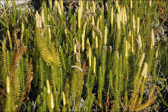 Image of stiff clubmoss