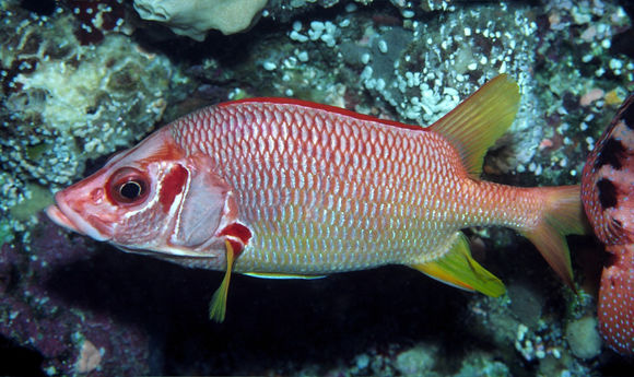 Image of Sabre squirrelfish