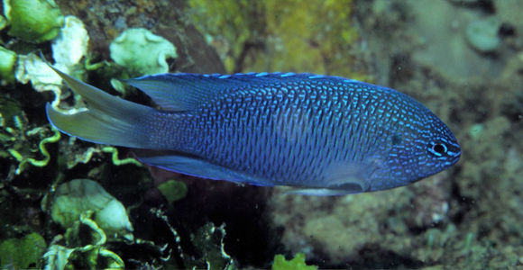 Image of Sapphire Demoiselle