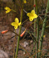 Eulobus californicus Nutt. resmi