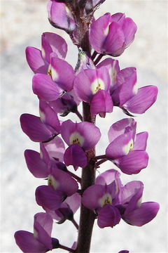 Image of Arizona lupine