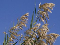 Image of common reed