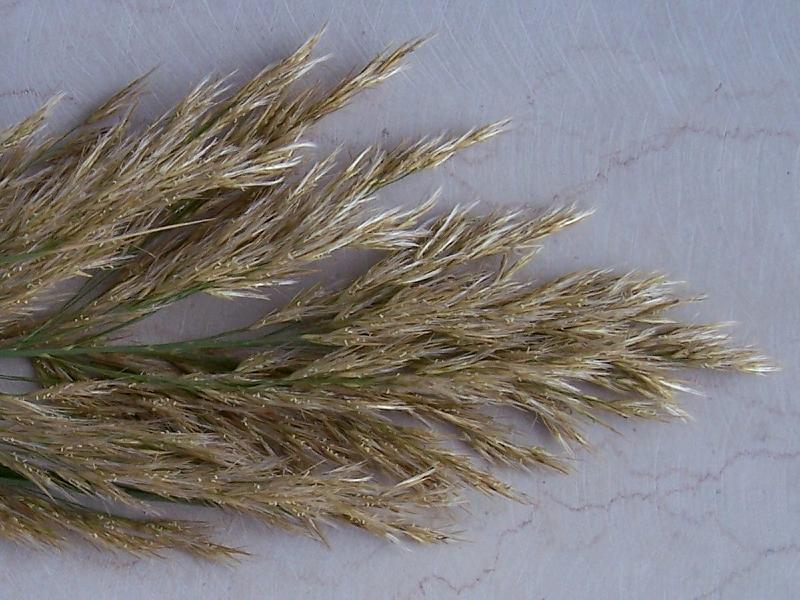 Image of common reed