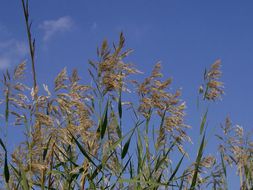 Image of common reed