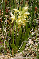 Dactylorhiza sambucina (L.) Soó的圖片