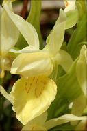 Dactylorhiza sambucina (L.) Soó的圖片