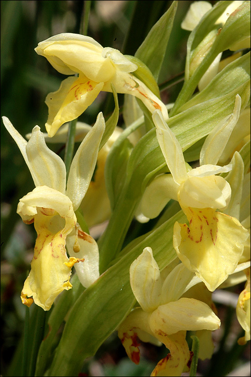 Dactylorhiza sambucina (L.) Soó的圖片