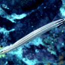 Aulostomus resmi