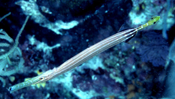 Aulostomus chinensis (Linnaeus 1766) resmi