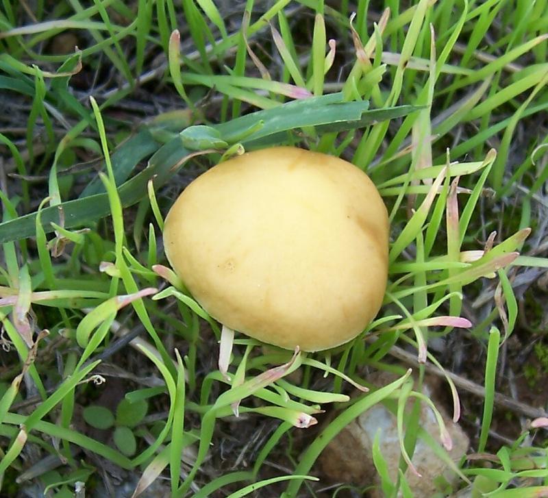 Image of Agrocybe