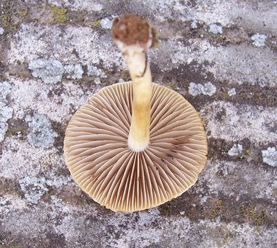 Image of Agrocybe