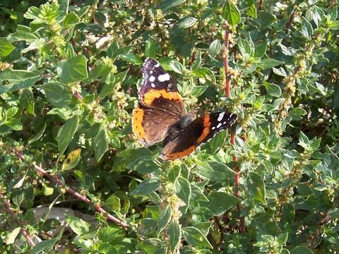 Imagem de Vanessa atalanta Linnaeus 1758