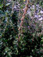 Image of pellitory-of-the-wall