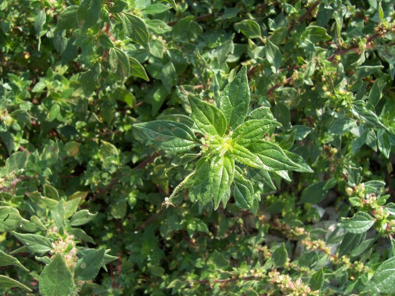 Image of pellitory-of-the-wall