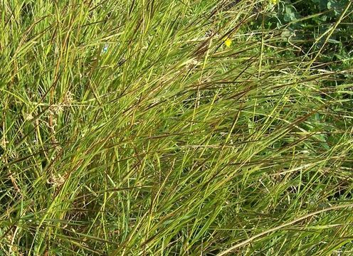 Слика од Heteropogon contortus (L.) P. Beauv. ex Roem. & Schult.