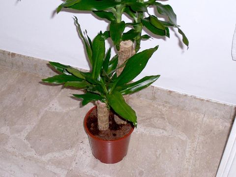 Image of fragrant dracaena