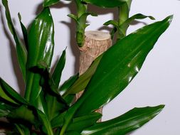 Dracaena fragrans (L.) Ker Gawl. resmi