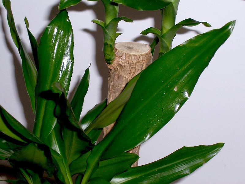 Dracaena fragrans (L.) Ker Gawl. resmi