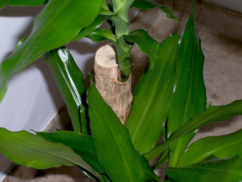 Dracaena fragrans (L.) Ker Gawl. resmi