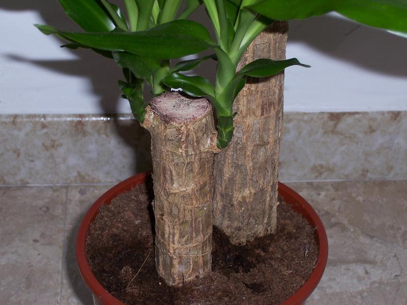 Dracaena fragrans (L.) Ker Gawl. resmi