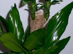 Dracaena fragrans (L.) Ker Gawl. resmi