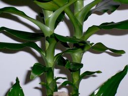 Dracaena fragrans (L.) Ker Gawl. resmi