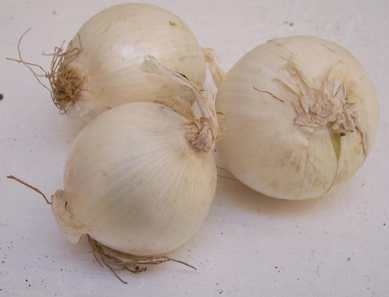 Image of garden onion