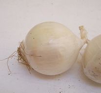 Image of garden onion