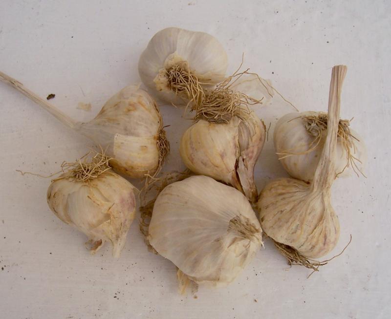 Image of cultivated garlic