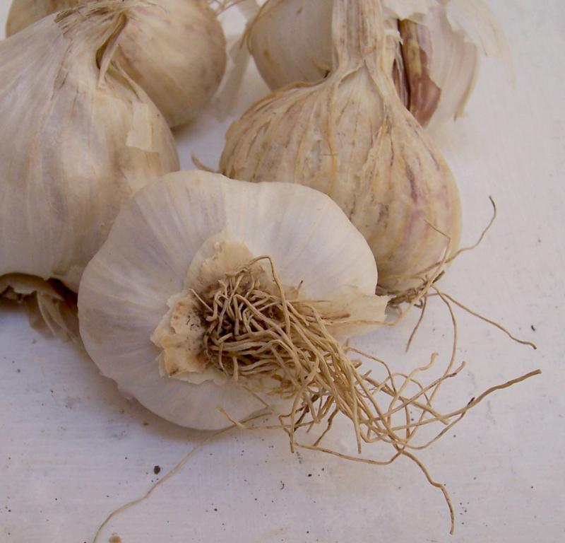 Image of cultivated garlic