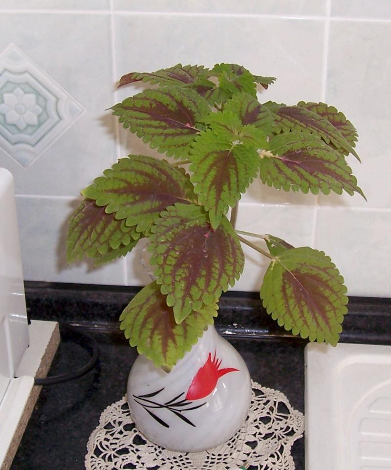 Image of <i>Plectranthus scutellarioides</i>