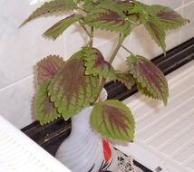 Image of <i>Plectranthus scutellarioides</i>