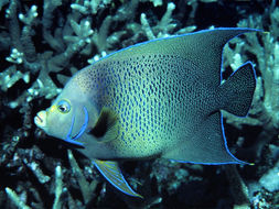 Image of Half-circled Angelfish