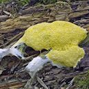 Image of Dog vomit slime mold