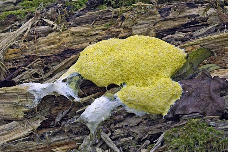 what does dog vomit slime mold eat