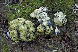 Image of Dog vomit slime mold