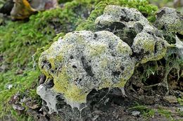 Image of Dog vomit slime mold