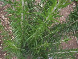 Image of <i>Rosmarinus officinalis</i>