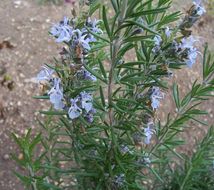 Image of <i>Rosmarinus officinalis</i>