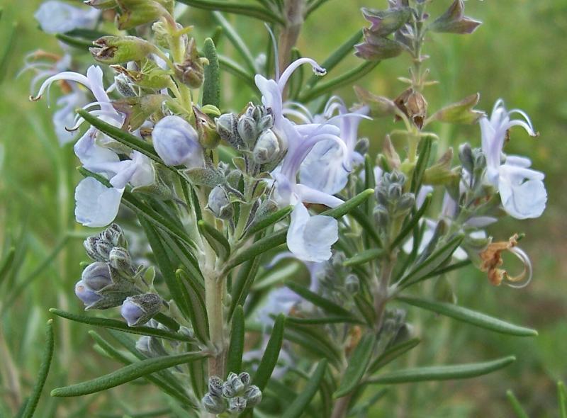 Image of <i>Rosmarinus officinalis</i>