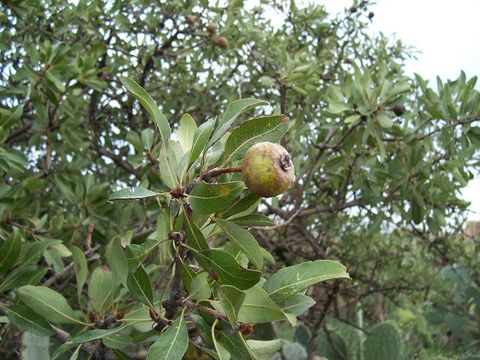 Image de <i>Pyrus amygdaliformis</i>