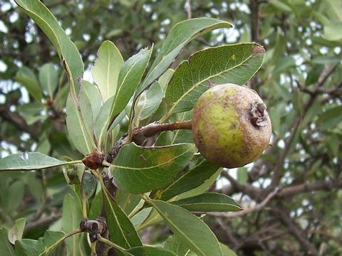 Image de <i>Pyrus amygdaliformis</i>