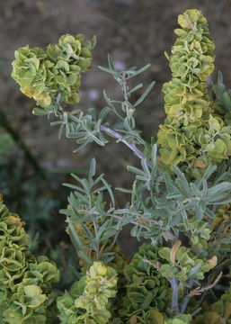 Image of fourwing saltbush