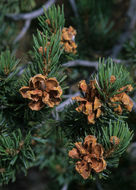 Image de Pinus edulis Engelm.