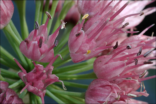 Image of Broad-leaved Chives