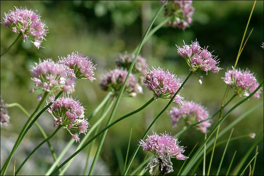 Image of Broad-leaved Chives